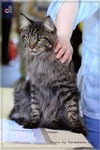 Кот породы мейн-кун Crusader Belgarion (1 год и 9 месяцев)