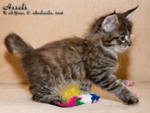 Котёнок породы мейн-кун Assole Belgarion (1,5 месяца)
