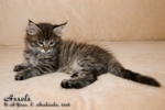 Котёнок породы мейн-кун Assole Belgarion (1 месяц и 3 недели)