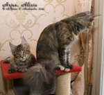 1–7 февраля 2009 г. — Нат, Алисия, котята