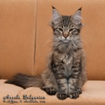 Котёнок породы мейн-кун Assole Belgarion (4 месяца)
