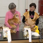 Maine Coon Show  Nathaniel Amazing Soul