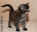 Котёнок породы мейн-кун Crusader Belgarion (1 месяц)