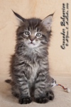 Котёнок породы мейн-кун Crusader Belgarion (1,5 месяца)