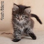 Котёнок породы мейн-кун Crusader Belgarion (1,5 месяца)