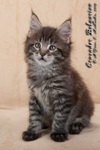 Котёнок породы мейн-кун Crusader Belgarion (1 месяц и 3 недели)