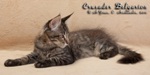 Котёнок породы мейн-кун Crusader Belgarion (3 месяца и 10 дней)