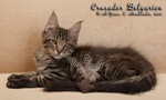 Котёнок породы мейн-кун Crusader Belgarion (3 месяца и 10 дней)