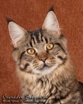 Кот породы мейн-кун Crusader Belgarion (9 месяцев)