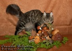 Кот породы мейн-кун Crusader Belgarion (11 месяцев)