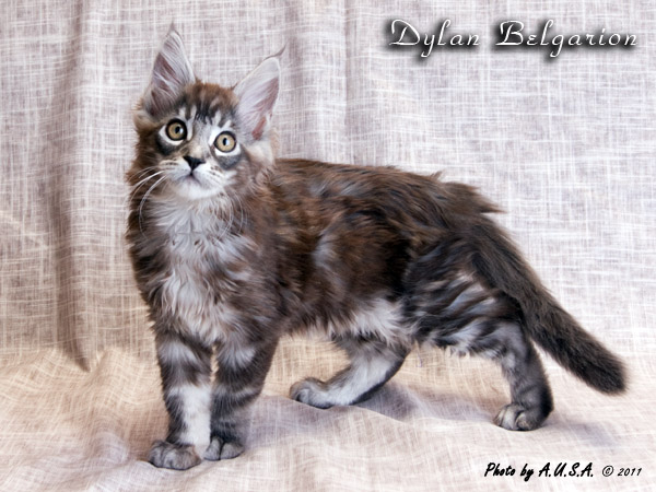 Котёнок породы мэйн-кун Dylan Belgarion
