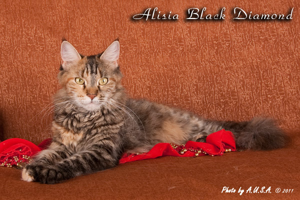 Кошка породы мэйнкун Alisia Black Diamond